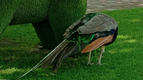 Indian Peacock Walking on Green Grass Lawn in Park 1 Видео 343671349