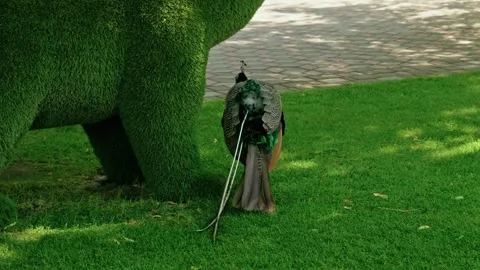 Indian Peacock Walking on Green Grass Lawn in Park 2 Видео 343671457