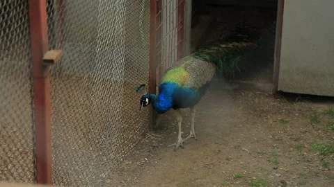INDIAN PEACOCK2 Stock Footage 158027050