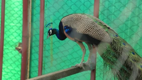 INDIAN PEACOCK4 Stock Footage 158027049