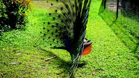 The Indian peacock’s train, displayed in full size. Video stock 152953701