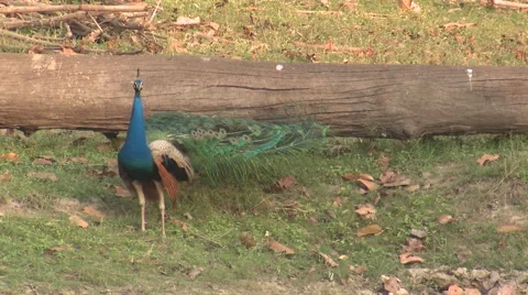 IndianClips Stock Video Footage Royalty Free Indian