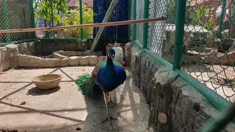 Indian Peafowl Facing The Camera Stock Photos