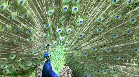 Indian Peafowl Stock Footage 5731075