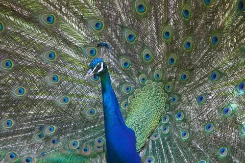 Indian Peafowl Stock Photos