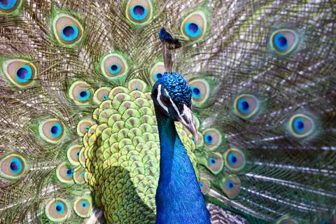 Indian Peafowl Stock Photos