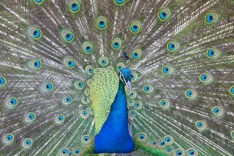 Indian Peafowl Stock Photos