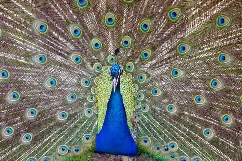Indian Peafowl Stock Photos