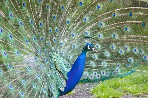 Indian Peafowl Stock Photos