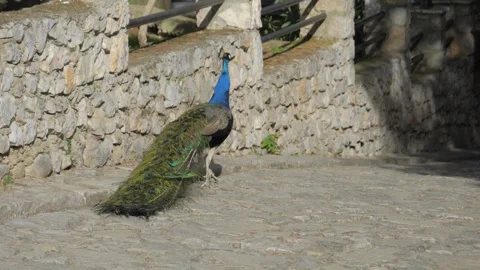 Indian Peafowl Walking On Cobblestone Path At St Naum Monastery Grounds - Video stock 347168221