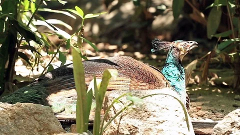 Indian Peafowl2 Stock Footage 118719387