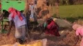 Indian people working with hay HD Footage