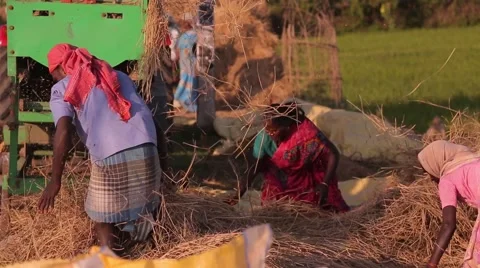 Indian people working with hay Stock Footage 49322028