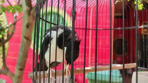 Indian pied mina inside a cage Stock Footage 264157105