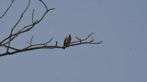 Indian pied myna or Gracupica contra. Stock-Footage 331707053