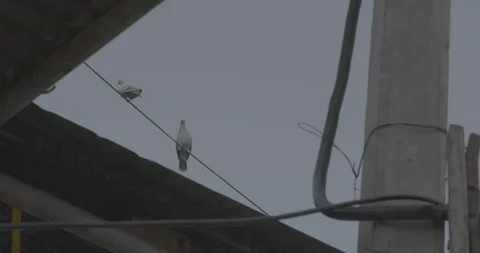 Indian Pigeons Video stock 112407248