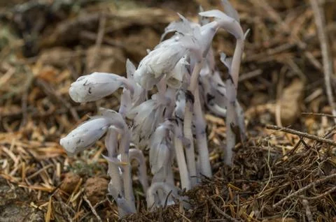 Indian Pipe (Monotropa uniflora) grows in the understory of the old-growth fo Stock Photos