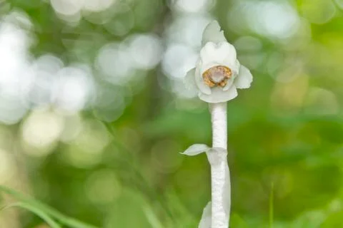 Indian pipe Stock Photos