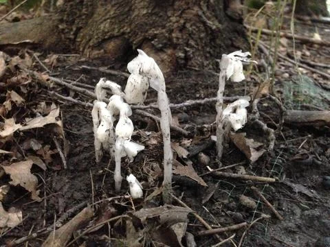 Indian Pipe Stock Photos