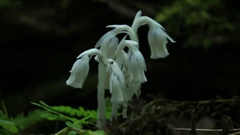 Indian Pipe Plant Stock Footage 73064076