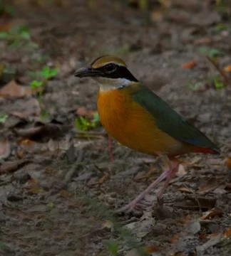 Indian pitta beautiful bird Stock Photos