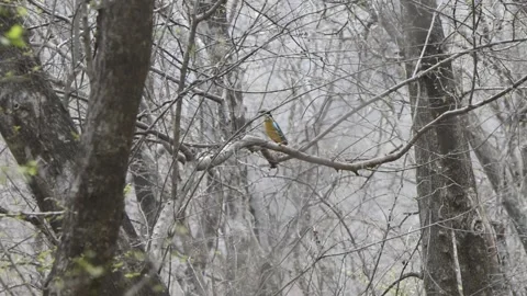 Indian pitta sitting on a tree Stock Footage 204080121