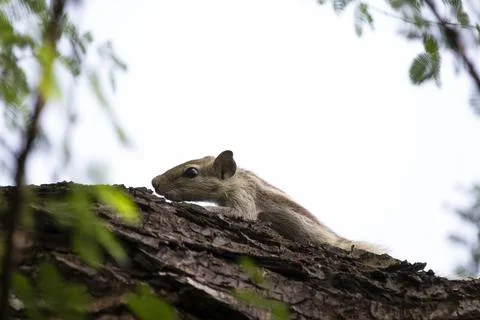 Indian plam squirrel Stock Photos
