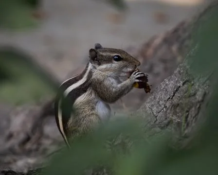 Indian plam squirrel Stock Photos