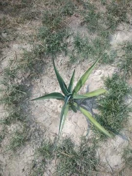 Indian Plant Image at Garden 스톡 사진