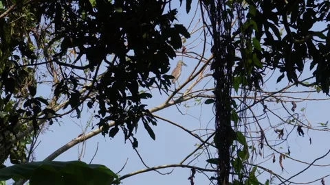 Indian pond heron perched on tree branch Stock-Footage 329402845