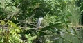 Indian Pond Heron sitting on sunny tree branches above water pond 4k or 4k+ Resolution