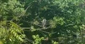 Indian Pond Heron sitting on sunny tree branches above water pond 4k or 4k+ Resolution