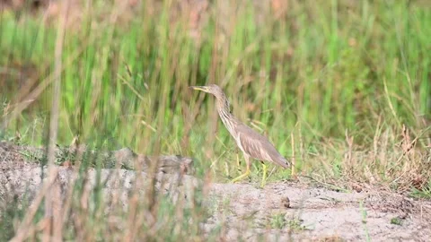 An Indian pond heron walking with it's neck stretched out Stock Footage 341845605