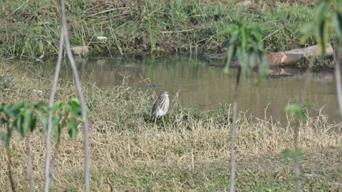 Indian pond herons standing in dry grass near a water body. Stock Footage 335518306