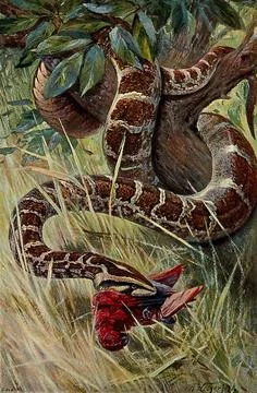 An Indian python devouring its prey, a parrot. Colour lithograph after A. W.. Stock Illustration