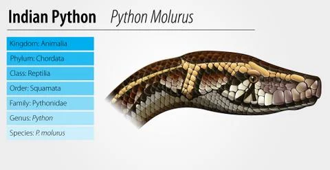 Indian python Stock Illustration