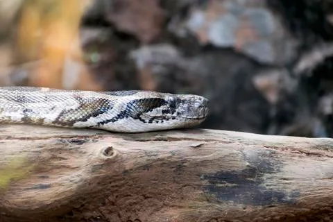 Indian Python . Stock Photos