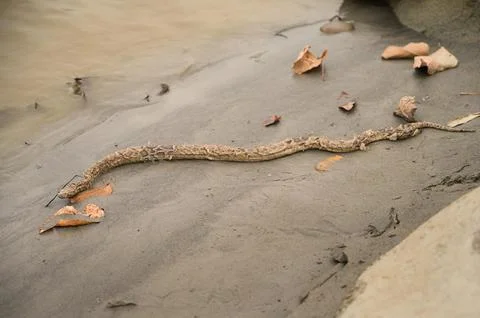 Indian Python Photos | Valmiki Tiger Reserve Stock Photos