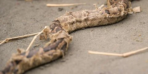 Indian Python Photos | Valmiki Tiger Reserve Stock 写真素材