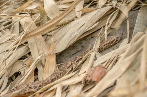 Indian Python Photos | Valmiki Tiger Reserve Stock 스톡 사진