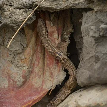 Indian Python Photos | Valmiki Tiger Reserve Stock Stock Photos