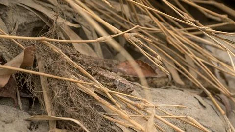 Indian Python Photos | Valmiki Tiger Reserve Stock Stockfoto's
