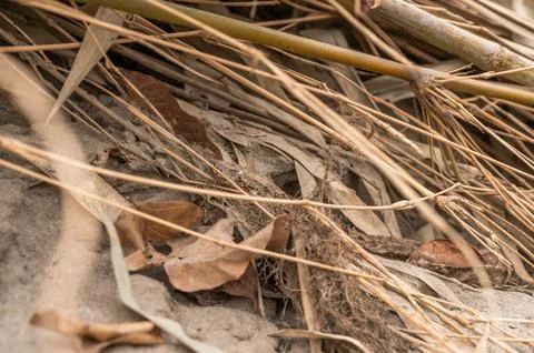 Indian Python Photos | Valmiki Tiger Reserve Stock Stock Photos