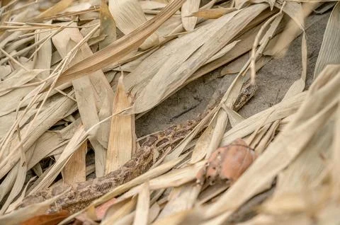 Indian Python Photos | Valmiki Tiger Reserve Stock Stock Photos