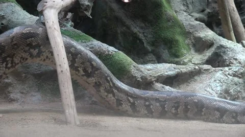 The Indian python (Python molurus) Stock Footage 67533059