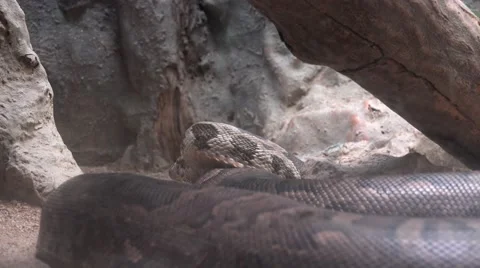 The Indian python (Python molurus) 動画素材 67533099