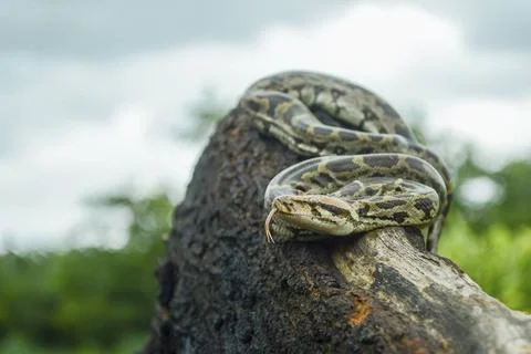 Indian python, Python molurus is a large, nonvenomous python species nativ... 写真素材