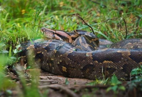 Indian python Python molurus is large snake native to Indian subcontinent a.. Stock Photos