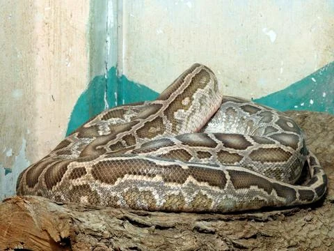 The Indian python (Python molurus), native to tropical and subtropical regi.. 스톡 사진