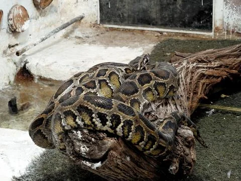 The Indian python (Python molurus), native to tropical and subtropical regi.. Stockfoto's